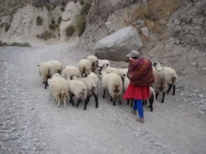 pastora-de-ovejas-peru